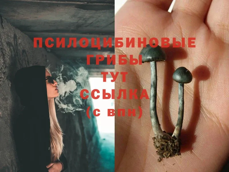 Галлюциногенные грибы Cubensis  shop состав  Переславль-Залесский 